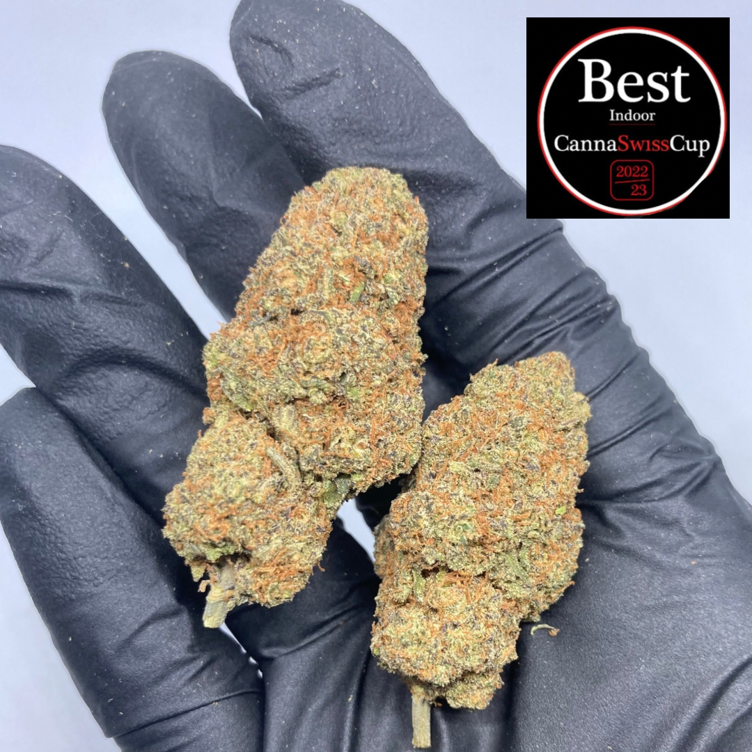 CALI GRAPES CBD | mango haze x harley quinn | CALISWISS | 🇺🇸🇨🇭