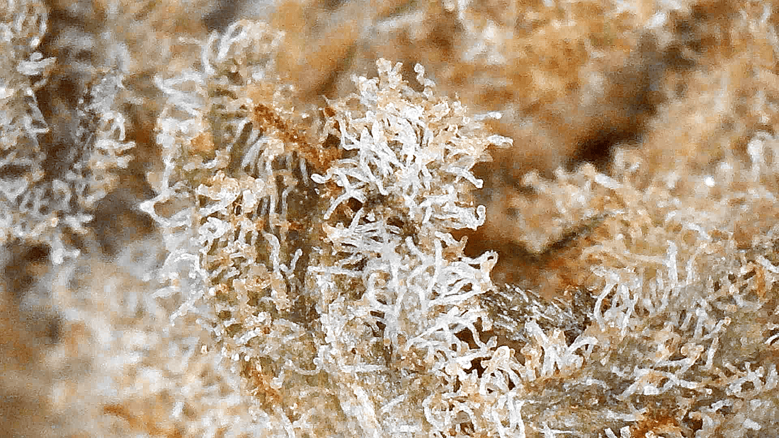 fleur cbd daifuku microscope
