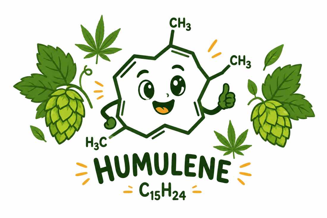 L'Humulène : Le Terpène du Houblon et du Chanvre aux Vertus Scientifiquement Reconnues