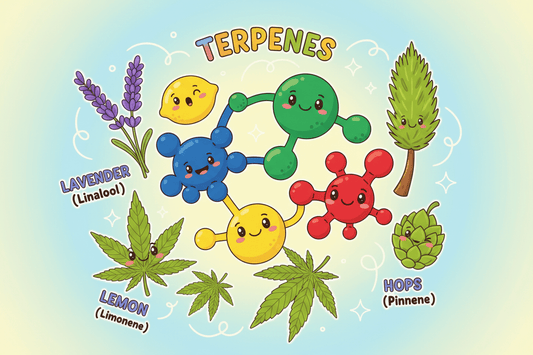 Qu’est-ce qu’un terpène ? Comprendre l’âme de la fleur de CBD