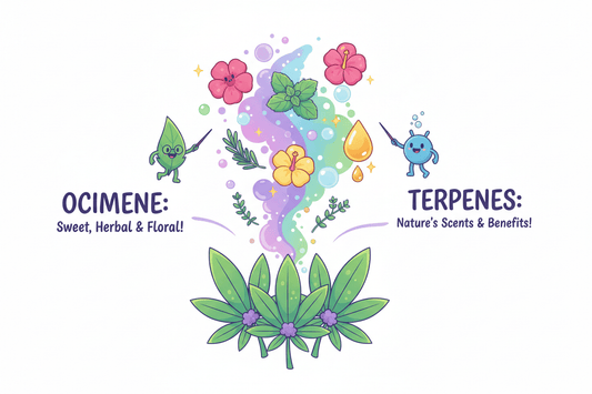 blog sur le terpene ocimène